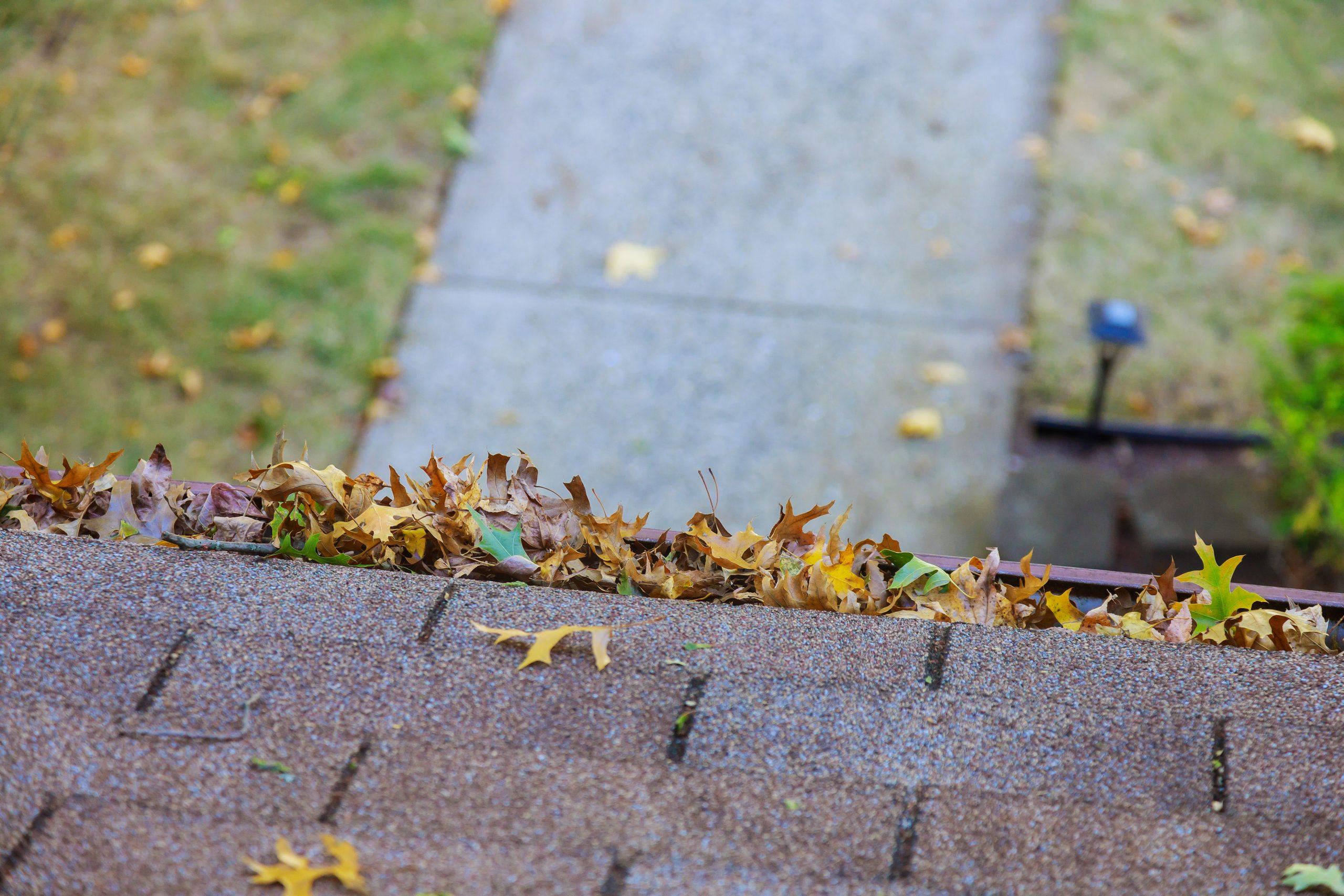 yellow leaves are covered with iron gutter cover o 2022 11 12 10 00 36 utc scaled