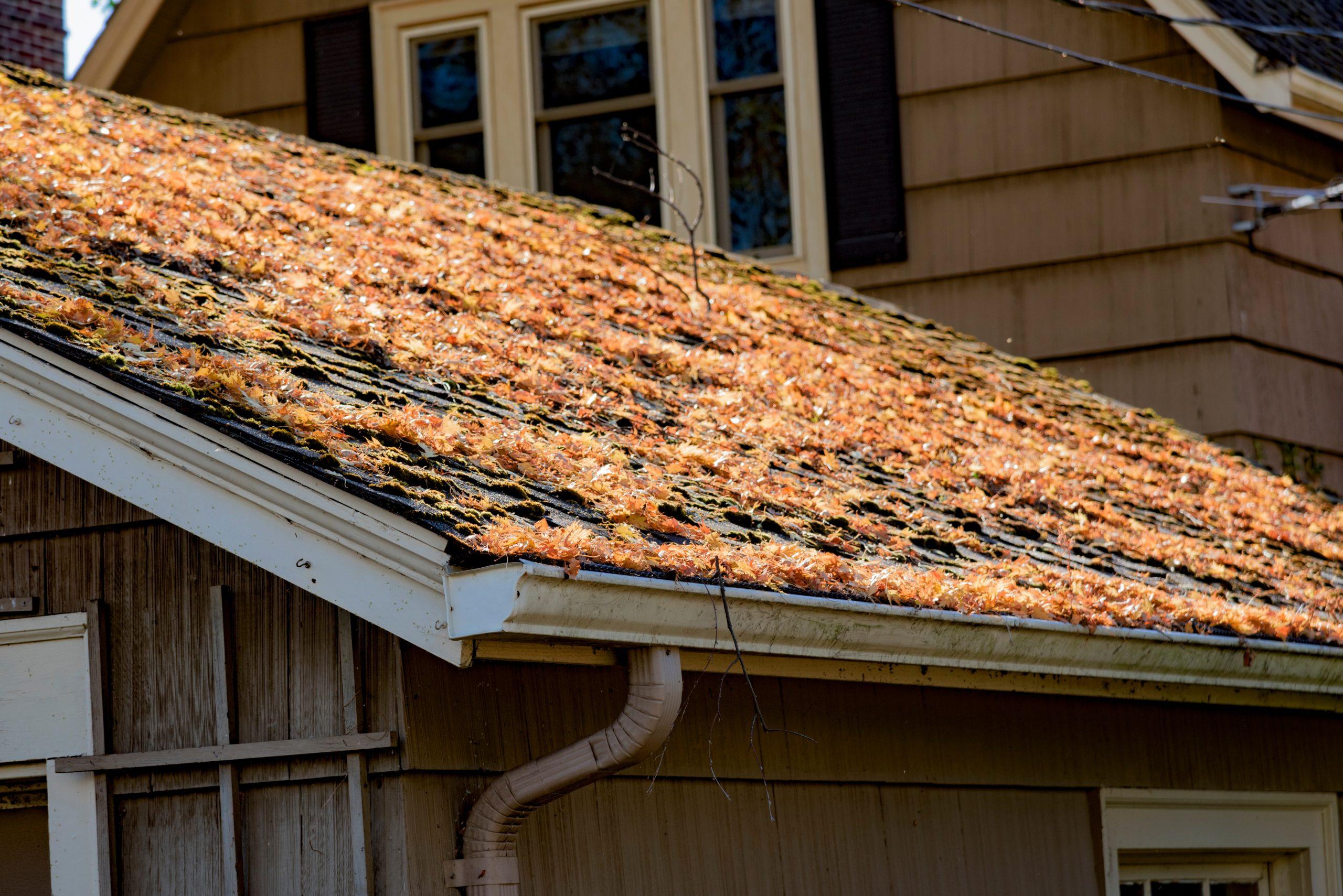 autumn leaves on shingled roof with rain gutters 2023 11 27 05 16 41 utc scaled