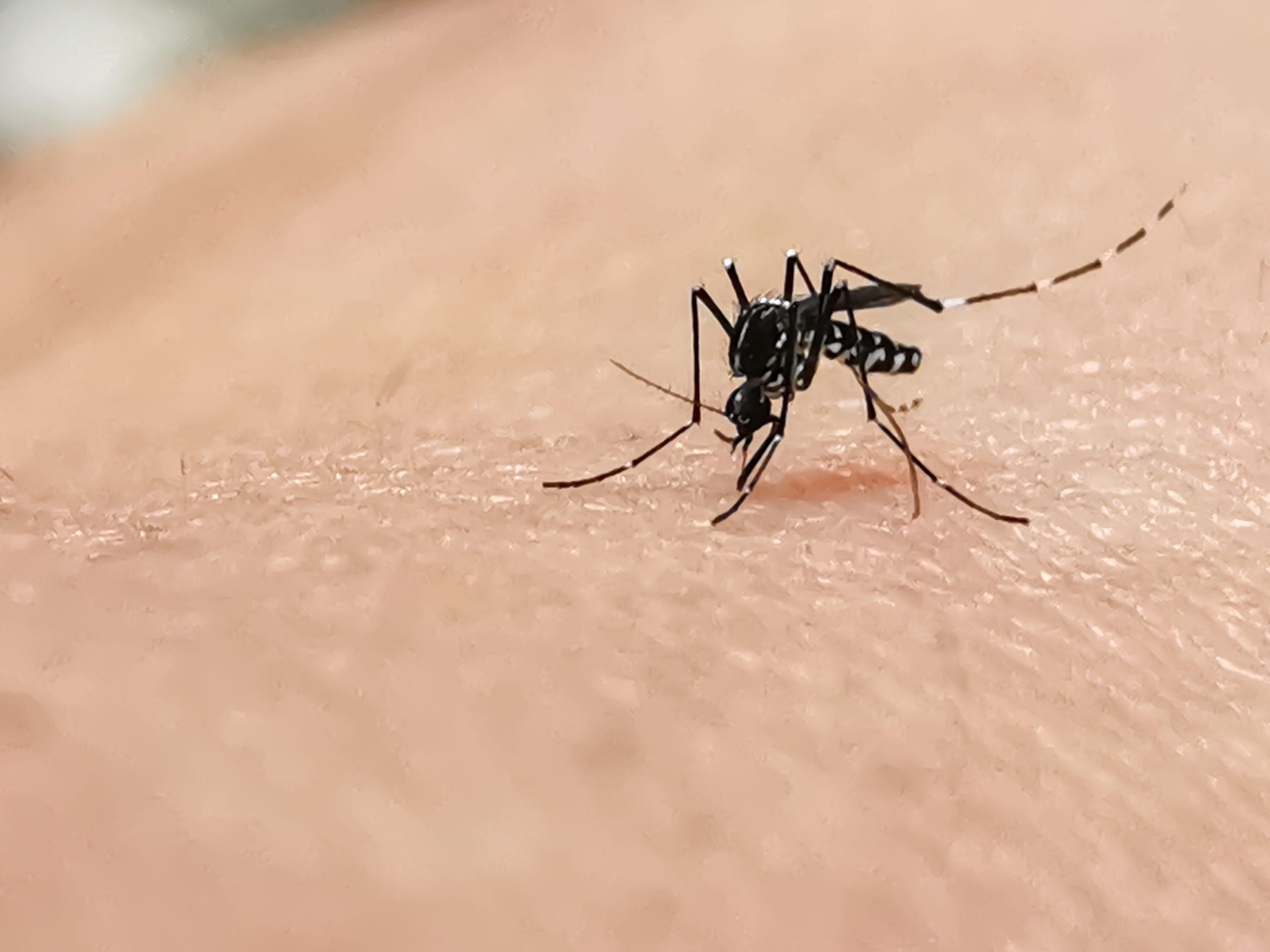 mosquito bite 2023 11 27 05 29 53 utc scaled